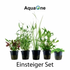 Pflanzen Set Mit 5 Einsteiger Wasserpflanzen Nr.106 -Haus Dekoration Verkaufsgeschäft Pflanzen Set mit 5 Einsteiger Waserpflanzen Nr 106 2 27259