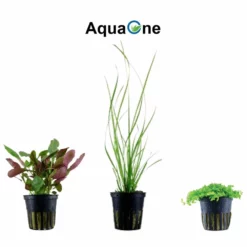 Pflanzen Set Mit 5 Einsteiger Wasserpflanzen Nr.106 -Haus Dekoration Verkaufsgeschäft Pflanzen Set mit 5 Einsteiger Waserpflanzen Nr 106 4 27259