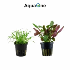 Pflanzen Set Mit 3 Einsteiger Wasserpflanzen Nr.128 -Haus Dekoration Verkaufsgeschäft Pflanzen Set mit 5 Einsteiger Waserpflanzen Nr 128 3 29882