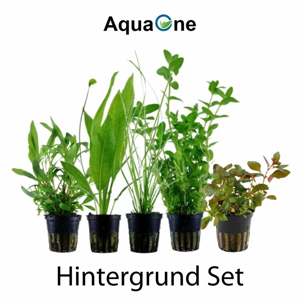 Pflanzen Set Mit 5 Hintergrund Wasserpflanzen Nr.117 2 Pflanzen Set Mit 5 Hintergrund Wasserpflanzen Nr.117 – Bild 2