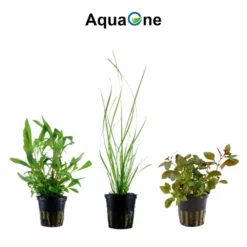 Pflanzen Set Mit 5 Hintergrund Wasserpflanzen Nr.117 8 Pflanzen Set Mit 5 Hintergrund Wasserpflanzen Nr.117 -Haus Dekoration Verkaufsgeschäft Pflanzen Set mit 5 Hintergrund Waserpflanzen Nr 117 3 27269