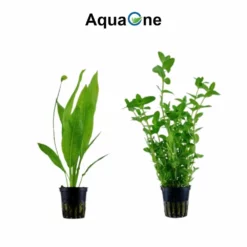 Pflanzen Set Mit 5 Hintergrund Wasserpflanzen Nr.117 9 Pflanzen Set Mit 5 Hintergrund Wasserpflanzen Nr.117 -Haus Dekoration Verkaufsgeschäft Pflanzen Set mit 5 Hintergrund Waserpflanzen Nr 117 4 27269