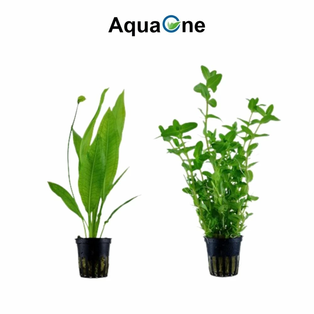 Pflanzen Set Mit 5 Hintergrund Wasserpflanzen Nr.117 4 Pflanzen Set Mit 5 Hintergrund Wasserpflanzen Nr.117 – Bild 4