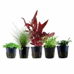 Pflanzen Set Mit 5 Einfachen Kleinen Wasserpflanzen Nr.113