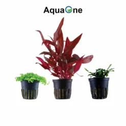 Pflanzen Set Mit 5 Einfachen Kleinen Wasserpflanzen Nr.113 -Haus Dekoration Verkaufsgeschäft Pflanzen Set mit 5 einfachen kleinen Waserpflanzen Nr 113 3 27265