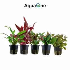 Set Für 80 Liter Aquarien Mit 10 Pflanzen Aquariumpflanzen Set Nr.137 -Haus Dekoration Verkaufsgeschäft Set fuer 60 Liter Aquarien mit 8 Pflanzen Aquariumpflanzen Set Nr 136 4 30650