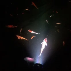 Teichbeleuchtung CED-120 LED Strahler Für Ober- Und Unterwasser 9 Teichbeleuchtung CED-120 LED Strahler Für Ober- Und Unterwasser -Haus Dekoration Verkaufsgeschäft Teichbeleuchtung CED 120 LED Strahler fuer Ober und Unterwasser 4 11017