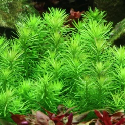 Mitte Set Mit 3 Tropica In Vitro Pflanzen Aquariumpflanzenset Nr.51 -Haus Dekoration Verkaufsgeschäft Vordergrund Set mit 3 Tropica in Vitro Pflanzen Aquariumpflanzen Set Nr 49 053Fa 25403