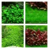 Vordergrund Set Mit 4 Tropica In Vitro Pflanzen Aquariumpflanzenset Nr.50