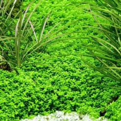 Vordergrund Set Mit 6 Tropica In Vitro Pflanzen Aquariumpflanzenset Nr.47 -Haus Dekoration Verkaufsgeschäft Vordergrund Set mit 6 Tropica in Vitro Pflanzen Aquariumpflanzenset Nr 47 048Ba 25399