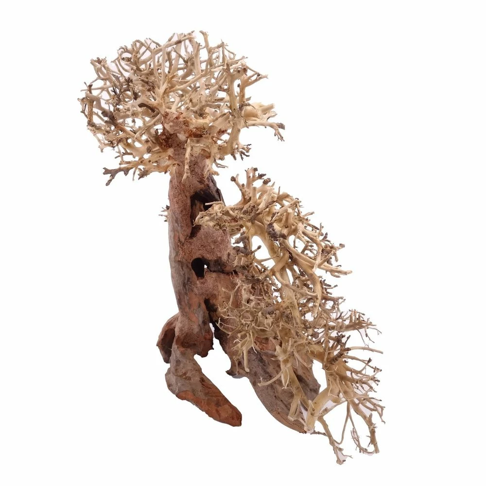 XL Bonsai Baum Nr.12011 Wurzel Holz Aquarium Deko Aquascaping 3 XL Bonsai Baum Nr.12011 Wurzel Holz Aquarium Deko Aquascaping – Bild 3