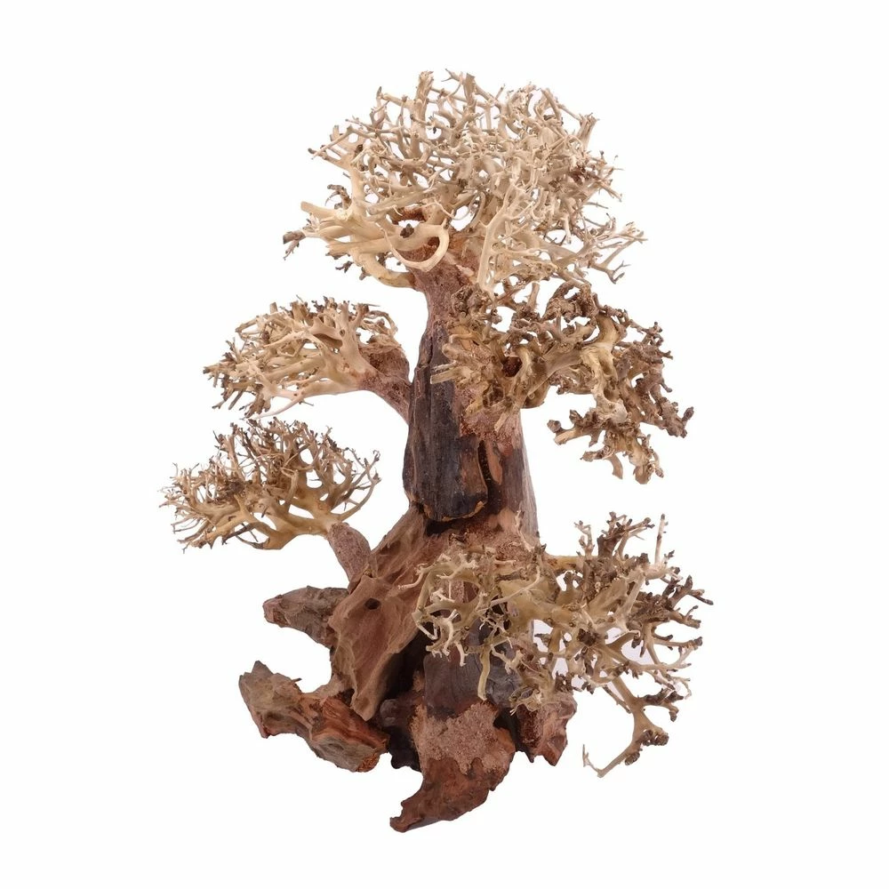 XL Bonsai Baum Nr.12011 Wurzel Holz Aquarium Deko Aquascaping 4 XL Bonsai Baum Nr.12011 Wurzel Holz Aquarium Deko Aquascaping – Bild 4