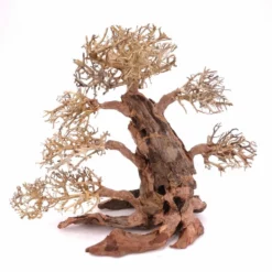 XXL Bonsai Baum Nr.13000 Wurzel Holz Aquarium Deko Aquascaping 6 XXL Bonsai Baum Nr.13000 Wurzel Holz Aquarium Deko Aquascaping -Haus Dekoration Verkaufsgeschäft XL Bonsai Baum Nr 12015 Wurzel Holz Aquarium Deko Aquascaping 13000 3 26234