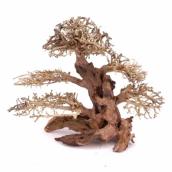 XL Bonsai Baum Nr.12017 Wurzel Holz Aquarium Deko Aquascaping -Haus Dekoration Verkaufsgeschäft XL Bonsai Baum Nr 12016 Wurzel Holz Aquarium Deko Aquascaping 12017 3 26219