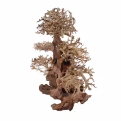 XL Bonsai Baum Nr.12017 Wurzel Holz Aquarium Deko Aquascaping -Haus Dekoration Verkaufsgeschäft XL Bonsai Baum Nr 12016 Wurzel Holz Aquarium Deko Aquascaping 12017 4 Kopie 26219