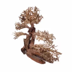 XL Bonsai Baum Nr.12023 Wurzel Holz Aquarium Deko Aquascaping -Haus Dekoration Verkaufsgeschäft XL Bonsai Baum Nr 12022 Wurzel Holz Aquarium Deko Aquascaping 12023 2 Kopie 26225