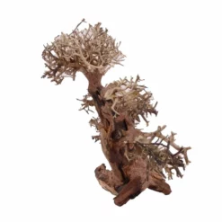 XL Bonsai Baum Nr.12027 Wurzel Holz Aquarium Deko Aquascaping -Haus Dekoration Verkaufsgeschäft XL Bonsai Baum Nr 12026 Wurzel Holz Aquarium Deko Aquascaping 12027 4 Kopie 26229