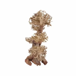 XL Bonsai Baum Nr.12038 Wurzel Holz Aquarium Deko Aquascaping -Haus Dekoration Verkaufsgeschäft XL Bonsai Baum Nr 12037 Wurzel Holz Aquarium Deko Aquascaping 12038 3 29707