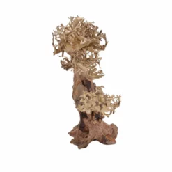 XL Bonsai Baum Nr.12038 Wurzel Holz Aquarium Deko Aquascaping -Haus Dekoration Verkaufsgeschäft XL Bonsai Baum Nr 12037 Wurzel Holz Aquarium Deko Aquascaping 12038 4 29707