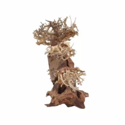 XL Bonsai Baum Nr.12058 Wurzel Holz Aquarium Deko Aquascaping -Haus Dekoration Verkaufsgeschäft XL Bonsai Baum Nr 12057 Wurzel Holz Aquarium Deko Aquascaping 12058 4 29728