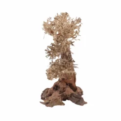 XL Bonsai Baum Nr.12069 Wurzel Holz Aquarium Deko Aquascaping 7 XL Bonsai Baum Nr.12069 Wurzel Holz Aquarium Deko Aquascaping -Haus Dekoration Verkaufsgeschäft XL Bonsai Baum Nr 12068 Wurzel Holz Aquarium Deko Aquascaping 12069 4 29739
