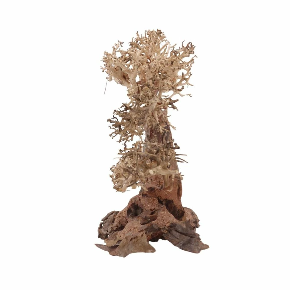 XL Bonsai Baum Nr.12069 Wurzel Holz Aquarium Deko Aquascaping 4 XL Bonsai Baum Nr.12069 Wurzel Holz Aquarium Deko Aquascaping – Bild 4