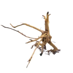 XL Siennawurzel Nr.7536 Wurzel Holz Aquarium Deko Aquascaping -Haus Dekoration Verkaufsgeschäft XL Siennawurzel Masse 43x33x29 Nr 7536 7536 2 19446