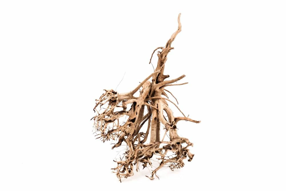 XL Siennawurzel Nr.3059 Wurzel Holz Aquarium Deko Aquascaping 1 XL Siennawurzel Nr.3059 Wurzel Holz Aquarium Deko Aquascaping