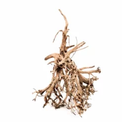 XL Siennawurzel Nr.3059 Wurzel Holz Aquarium Deko Aquascaping 6 XL Siennawurzel Nr.3059 Wurzel Holz Aquarium Deko Aquascaping -Haus Dekoration Verkaufsgeschäft XL Siennawurzel Nr 3058 Wurzel Holz Aquarium Deko Aquascaping 3059 2 26051