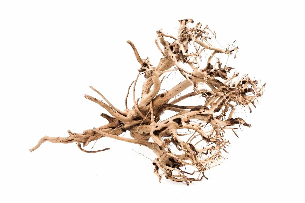 XL Siennawurzel Nr.3059 Wurzel Holz Aquarium Deko Aquascaping 4 XL Siennawurzel Nr.3059 Wurzel Holz Aquarium Deko Aquascaping – Bild 4