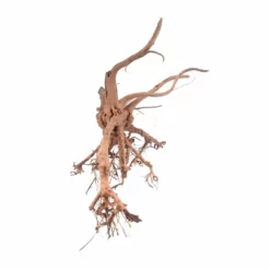 XL Siennawurzel Nr.3807 Wurzel Holz Aquarium Deko Aquascaping -Haus Dekoration Verkaufsgeschäft XL Siennawurzel Nr 3806 Wurzel Holz Aquarium Deko Aquascaping 3807 3 26956