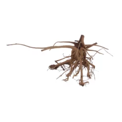 XL Siennawurzel Nr.5348 Wurzel Holz Aquarium Deko Aquascaping -Haus Dekoration Verkaufsgeschäft XL Siennawurzel Nr 5347 Wurzel Holz Aquarium Deko Aquascaping 5348 4 28652