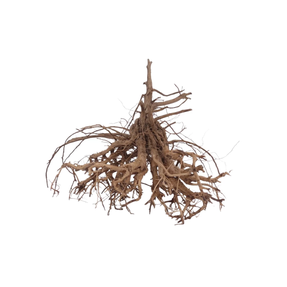 XL Siennawurzel Nr.5350 Wurzel Holz Aquarium Deko Aquascaping 2 XL Siennawurzel Nr.5350 Wurzel Holz Aquarium Deko Aquascaping – Bild 2