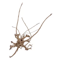 XL Siennawurzel Nr.5358 Wurzel Holz Aquarium Deko Aquascaping -Haus Dekoration Verkaufsgeschäft XL Siennawurzel Nr 5357 Wurzel Holz Aquarium Deko Aquascaping 5358 3 28662