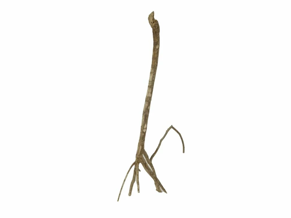 XL Talawa Wurzel Nr.2361 3 XL Talawa Wurzel Nr.2361 – Bild 3