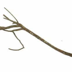 XL Talawa Wurzel Nr.2361 7 XL Talawa Wurzel Nr.2361 -Haus Dekoration Verkaufsgeschäft XL Talawa Wurzel Nr 2360 2361 3 25022