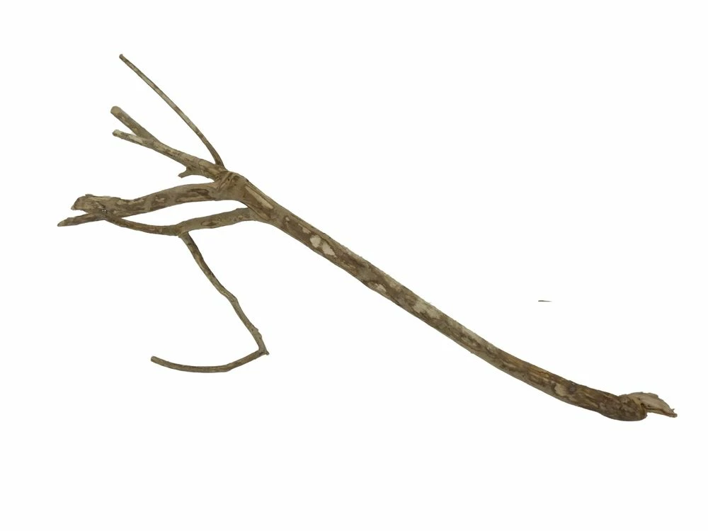 XL Talawa Wurzel Nr.2361 4 XL Talawa Wurzel Nr.2361 – Bild 4