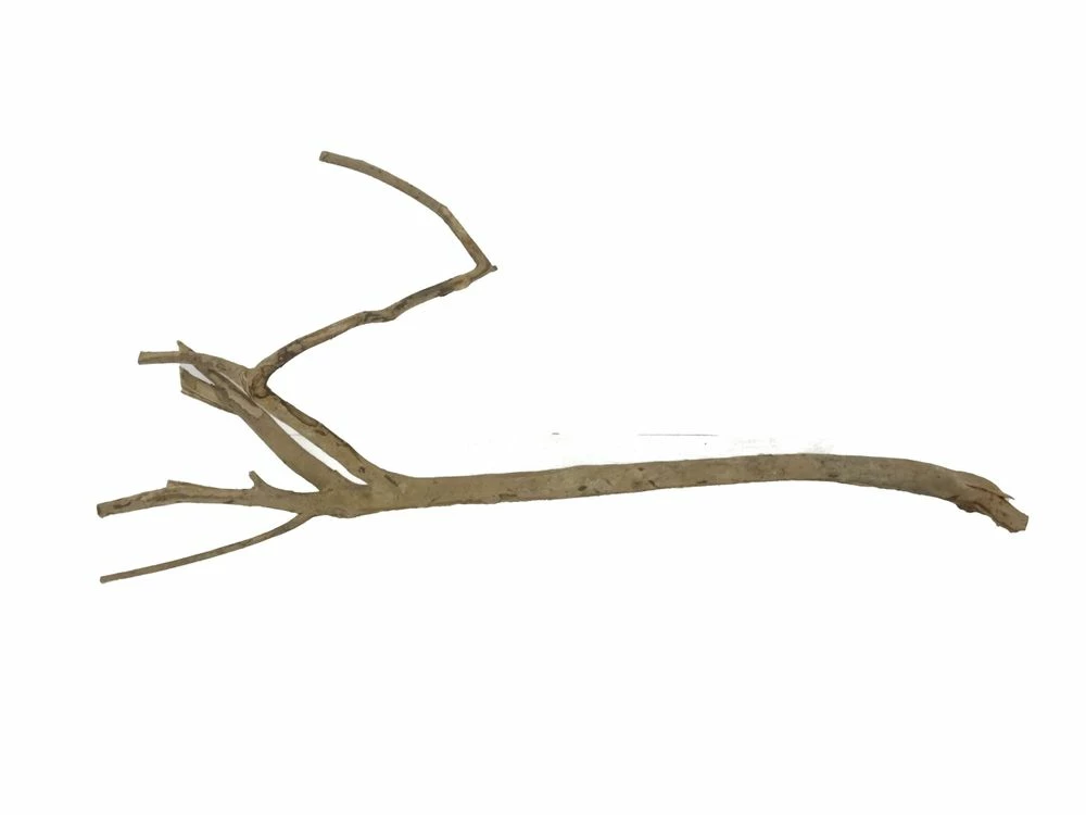 XL Talawa Wurzel Nr.2361 2 XL Talawa Wurzel Nr.2361 – Bild 2