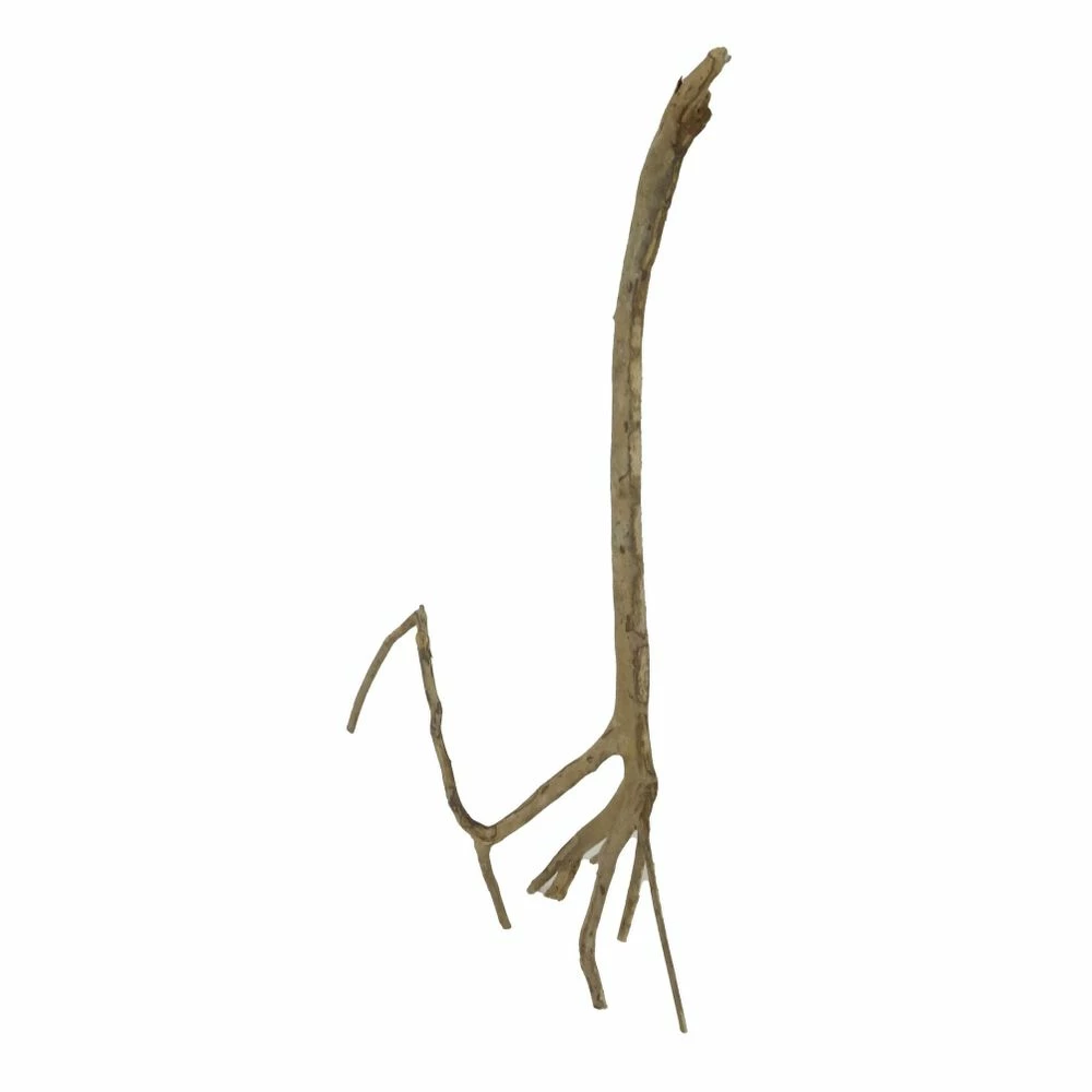 XL Talawa Wurzel Nr.2361 1 XL Talawa Wurzel Nr.2361