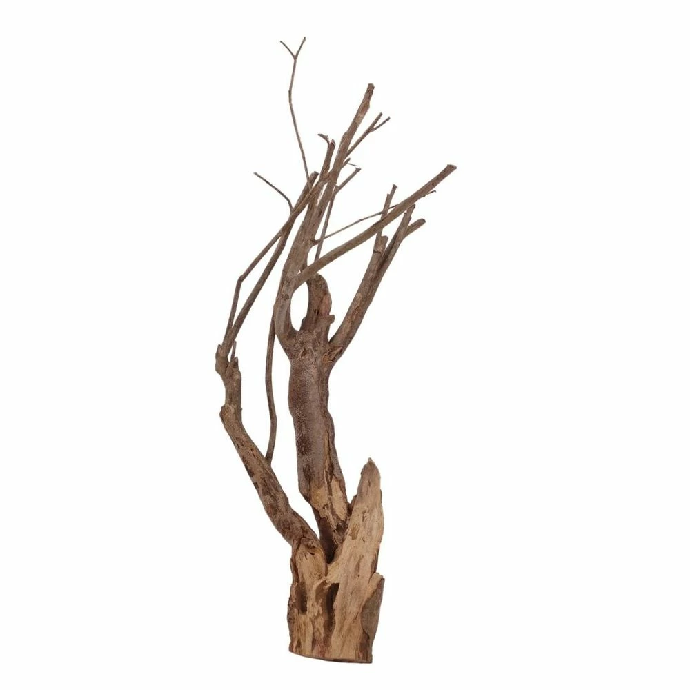 XL Talawa Wurzel Nr.7215 4 XL Talawa Wurzel Nr.7215 – Bild 4