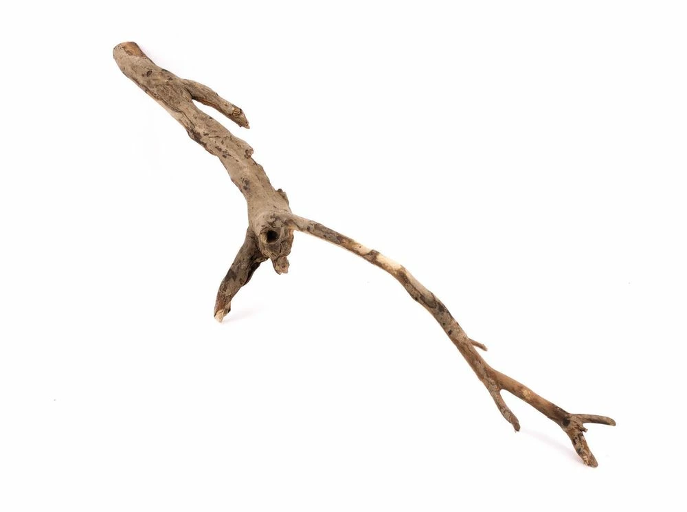 XL Talawa Wurzel Nr.9587 1 XL Talawa Wurzel Nr.9587