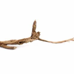 XL Talawa Wurzel Nr.9587 7 XL Talawa Wurzel Nr.9587 -Haus Dekoration Verkaufsgeschäft XL Talawa Wurzel Nr 9586 9587 4 22976