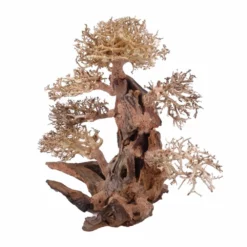 XXL Bonsai Baum Nr.13001 Wurzel Holz Aquarium Deko Aquascaping -Haus Dekoration Verkaufsgeschäft XXL Bonsai Baum Nr 13000 Wurzel Holz Aquarium Deko Aquascaping 13001 2 Kopie 26235