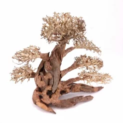 XXL Bonsai Baum Nr.13013 Wurzel Holz Aquarium Deko Aquascaping -Haus Dekoration Verkaufsgeschäft XXL Bonsai Baum Nr 13012 Wurzel Holz Aquarium Deko Aquascaping 13013 3 26247