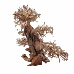 XXL Bonsai Baum Nr.13018 Wurzel Holz Aquarium Deko Aquascaping -Haus Dekoration Verkaufsgeschäft XXL Bonsai Baum Nr 13017 Wurzel Holz Aquarium Deko Aquascaping 13018 4 Kopie 26252