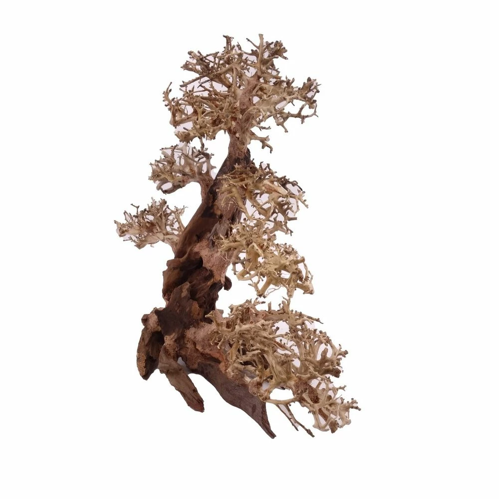 XXL Bonsai Baum Nr.13019 Wurzel Holz Aquarium Deko Aquascaping 2 XXL Bonsai Baum Nr.13019 Wurzel Holz Aquarium Deko Aquascaping – Bild 2