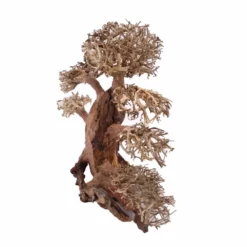 XXL Bonsai Baum Nr.13020 Wurzel Holz Aquarium Deko Aquascaping -Haus Dekoration Verkaufsgeschäft XXL Bonsai Baum Nr 13019 Wurzel Holz Aquarium Deko Aquascaping 13020 2 Kopie 26254