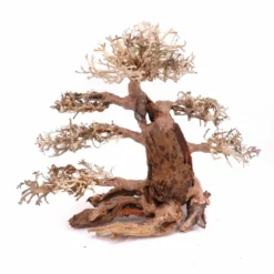 XXL Bonsai Baum Nr.13027 Wurzel Holz Aquarium Deko Aquascaping -Haus Dekoration Verkaufsgeschäft XXL Bonsai Baum Nr 13026 Wurzel Holz Aquarium Deko Aquascaping 13027 3 26261