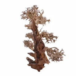 XXL Bonsai Baum Nr.13033 Wurzel Holz Aquarium Deko Aquascaping -Haus Dekoration Verkaufsgeschäft XXL Bonsai Baum Nr 13032 Wurzel Holz Aquarium Deko Aquascaping 13033 4 Kopie 26267