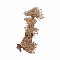 XXL Bonsai Baum Nr.13043 Wurzel Holz Aquarium Deko Aquascaping -Haus Dekoration Verkaufsgeschäft XXL Bonsai Baum Nr 13042 Wurzel Holz Aquarium Deko Aquascaping 13043 3 29694
